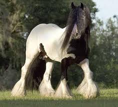 konik grosovanmy 4.jpg