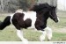 konik grosovany 6.jpg